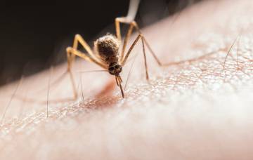 Westnijlvirus rukt op in Europa