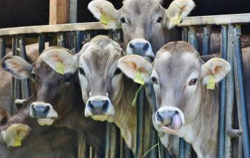 Nederlandse veehouders maken afspraken over beter dierenwelzijn
