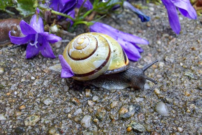 Slakken in de tuin: vriend of vijand? En wat kun je ertegen doen?