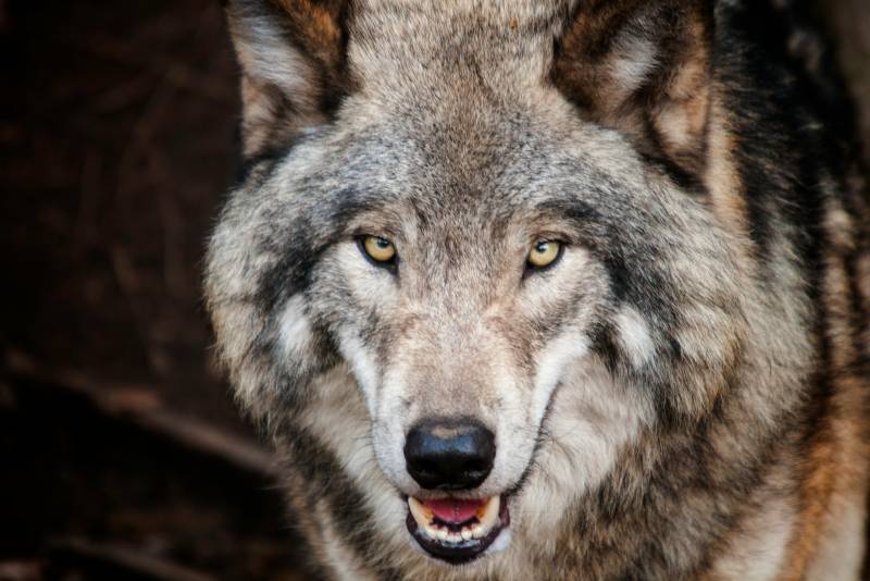 De wolf zorgt opnieuw voor verdeeldheid in Nederland