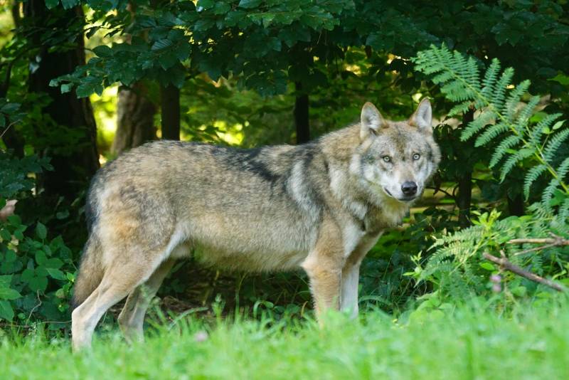 Mogelijk nieuw wolvenincident in de bossen van Utrecht