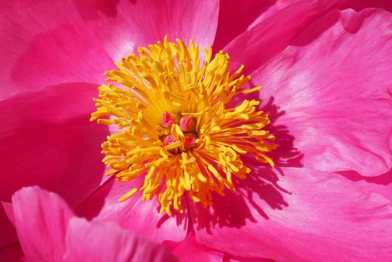 Romantische bloemen die net zo mooi zijn als rozen